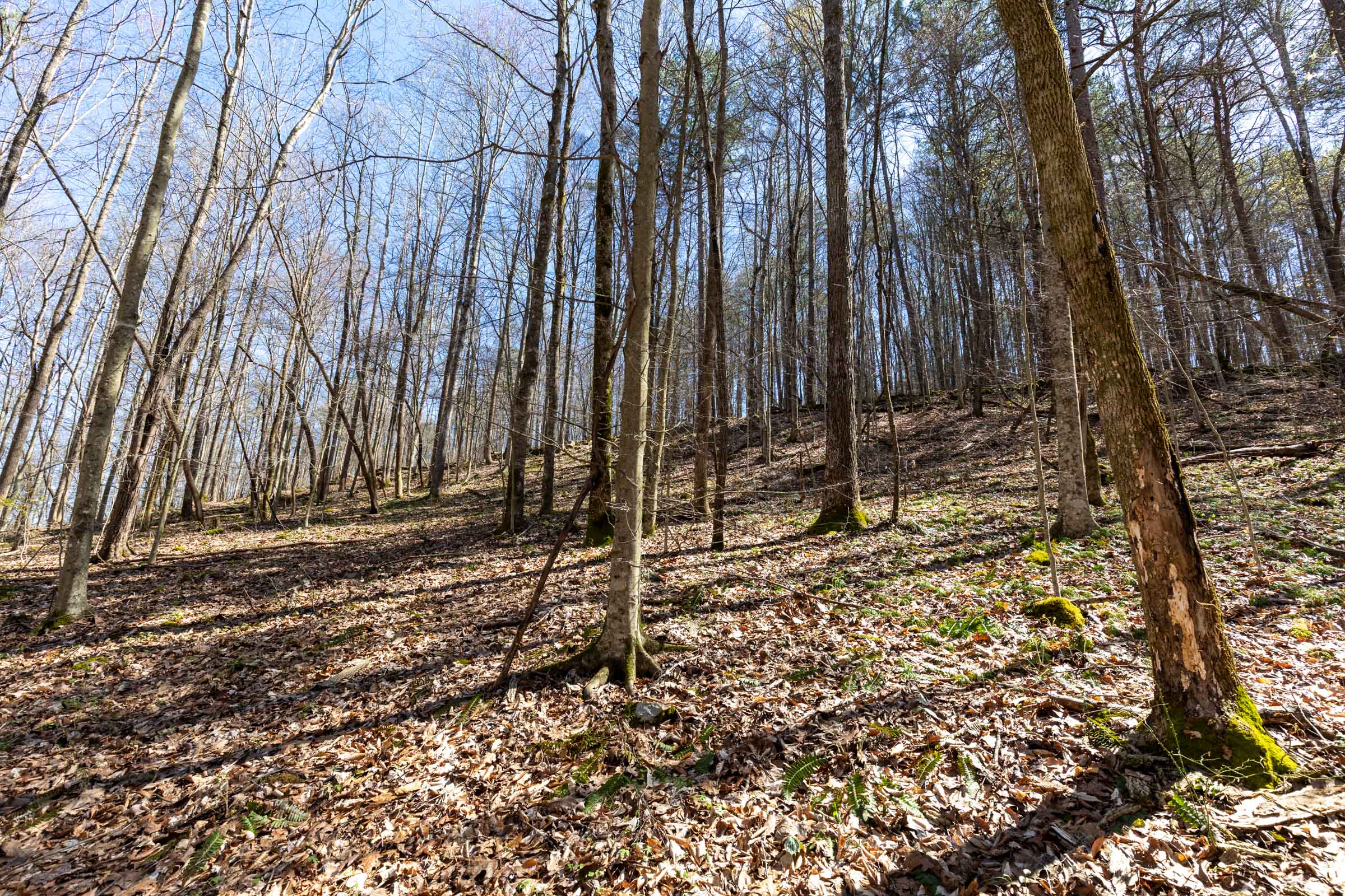 Tract 15 at Woodland Heights in Wayne County, Kentucky